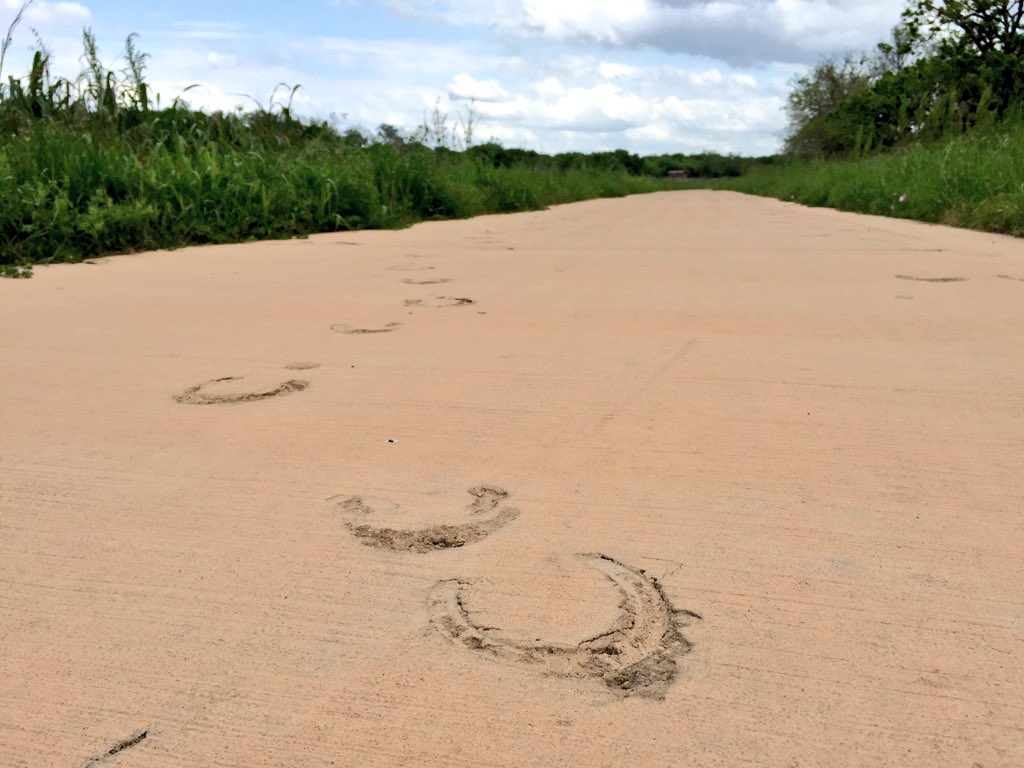 SergioChapa's tweet photo. Uy cucuy! Could these ne Donkey Lady tracks along the Mission Bike Trail? #DonkeyLady #SATX https://t.co/XTCHoIGv6f