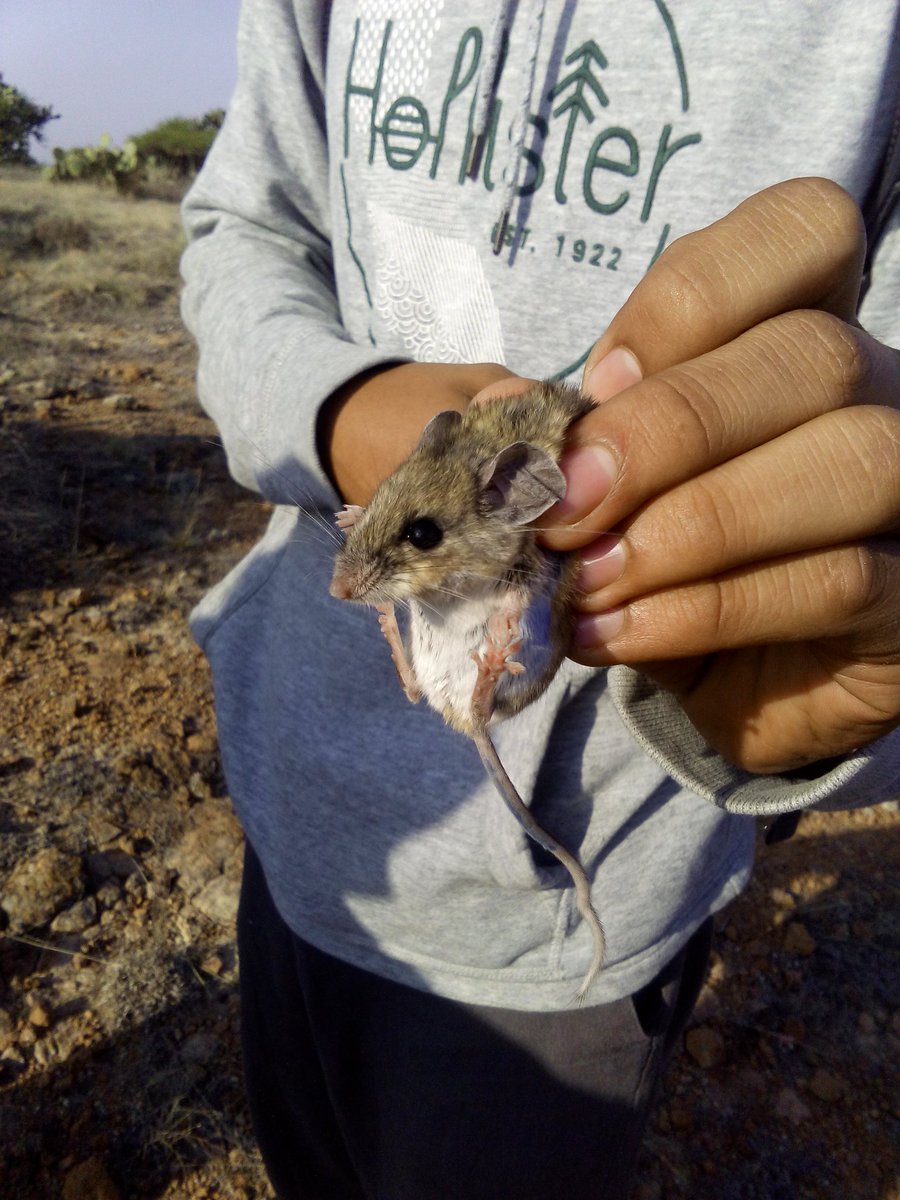 Robe_esquivel's tweet photo. @agorajavier  #practicadecampo #matorral_xerófilo #ecologia https://t.co/4FNN0P6x9t