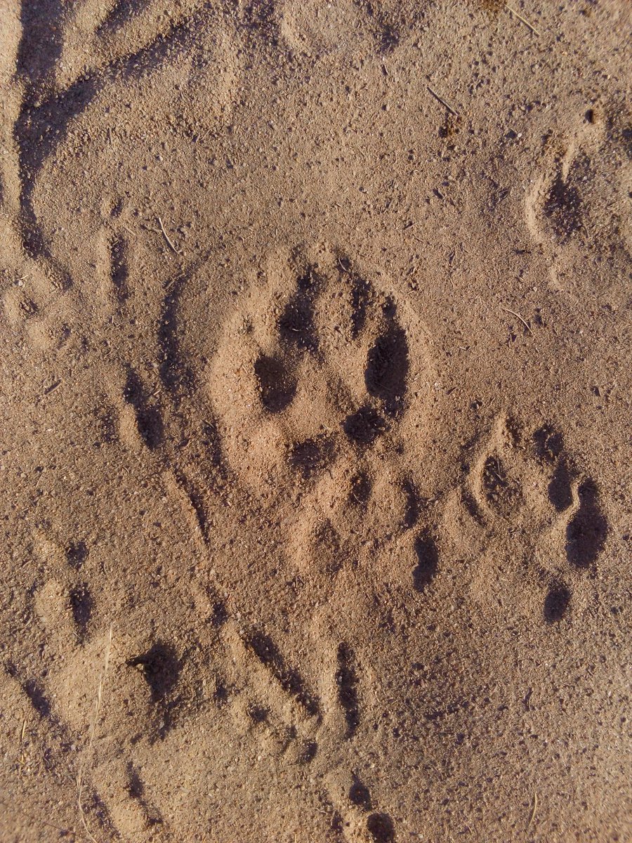 Robe_esquivel's tweet photo. @agorajavier  #practicadecampo #matorral_xerófilo #ecologia https://t.co/4FNN0P6x9t
