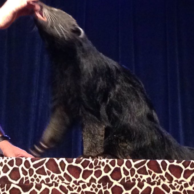 Awesome charity show for @MotorCityFurCon. #animalmagic #MCFC2016 #bearcat #charity https://t.co/HsD<a class="tags" target="_blank" title="On Twitter" href="/?out=eyJ0eXAiOiJKV1QiLCJhbGciOiJIUzUxMiJ9.eyJpYXQiOjE3MjYzMDQzNjcsImlzcyI6InR3cG9ybnN0YXJzLmNvbSIsIm5iZiI6MTcyNjMwNDM2NywiZXhwIjoxNzU3ODQwMzY3LCJyZWRpcmVjdF91cmwiOiJodHRwczovL3R3aXR0ZXIuY29tL01vdG9yQ2l0eUZ1ckNvbiJ9.LidcCgqqsQLAhacoXZpzd8EtNU6qDfJ-H9sNf2uK5w_fePgu_c_5QoF1imPF8tXYHKK-vQuczgFV4N7ink-ymw">@MotorCityFurCon</a><a href="/tag/animalmagic"class="tags">#animalmagic</a><a href="/tag/charity"class="tags"><span>#charity</span></a><a href="/tag/mcfc2016"class="tags"><span>#mcfc2016</span></a><a href="/tag/bearcat"class="tags"><span>#bearcat</span></a>