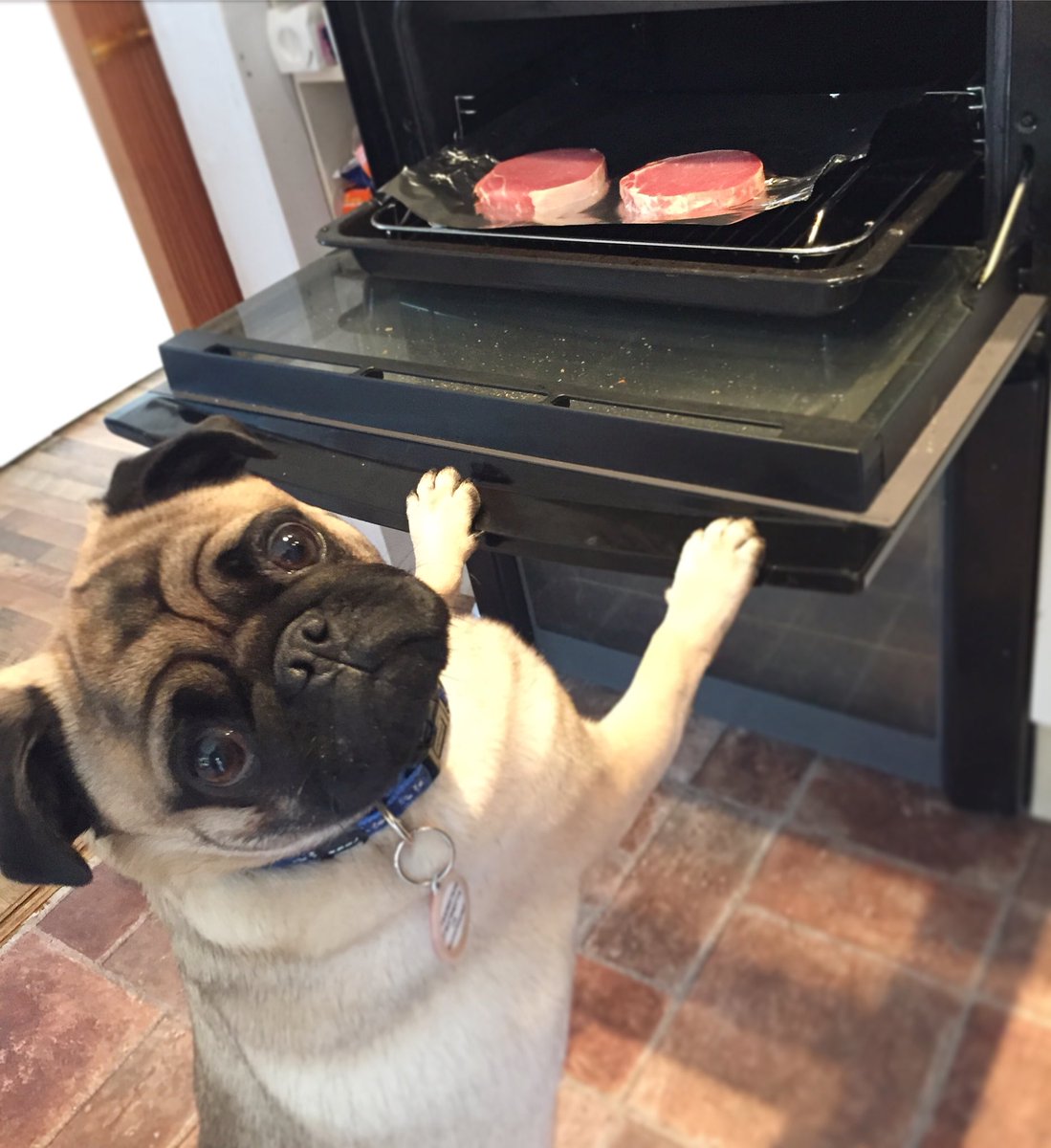 Sammylittle91's tweet photo. "Are these for me?" Greedy pug! 🐷 https://t.co/GwbIEW8FuB