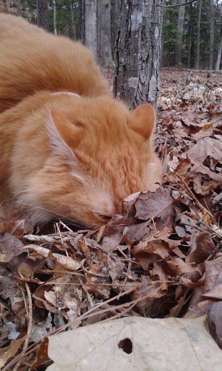 LunaTurd's tweet photo. Searching for #nummy #creepy crawlies 🐜 What ya'll doing this #Caturday 😸 #lunaturd #cat #gingersnack #cats #ZSHQ https://t.co/K2PM8o04aD