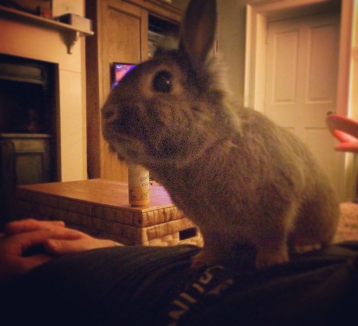 happyrabbitco's tweet photo. Surely you didn't want to watch #bgt when you can watch me? #bunnysgottalent https://t.co/6cAdjgYEX7