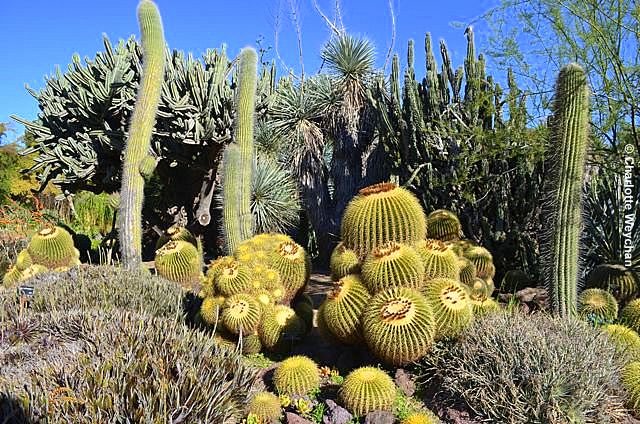 Captivating California gardens #HuntingtonLibrary thegallopinggardener.blogspot.com.es/2016/04/the-hu…