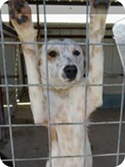 ARRColorado's tweet photo. URGENT!  LAST CALL for these dogs!  Foster homes needed asap - click here for info:  https://t.co/fybwJ8zDG6 https://t.co/yGSutaoUv1