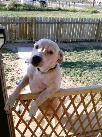 ARRColorado's tweet photo. URGENT!  LAST CALL for these dogs!  Foster homes needed asap - click here for info:  https://t.co/fybwJ8zDG6 https://t.co/yGSutaoUv1
