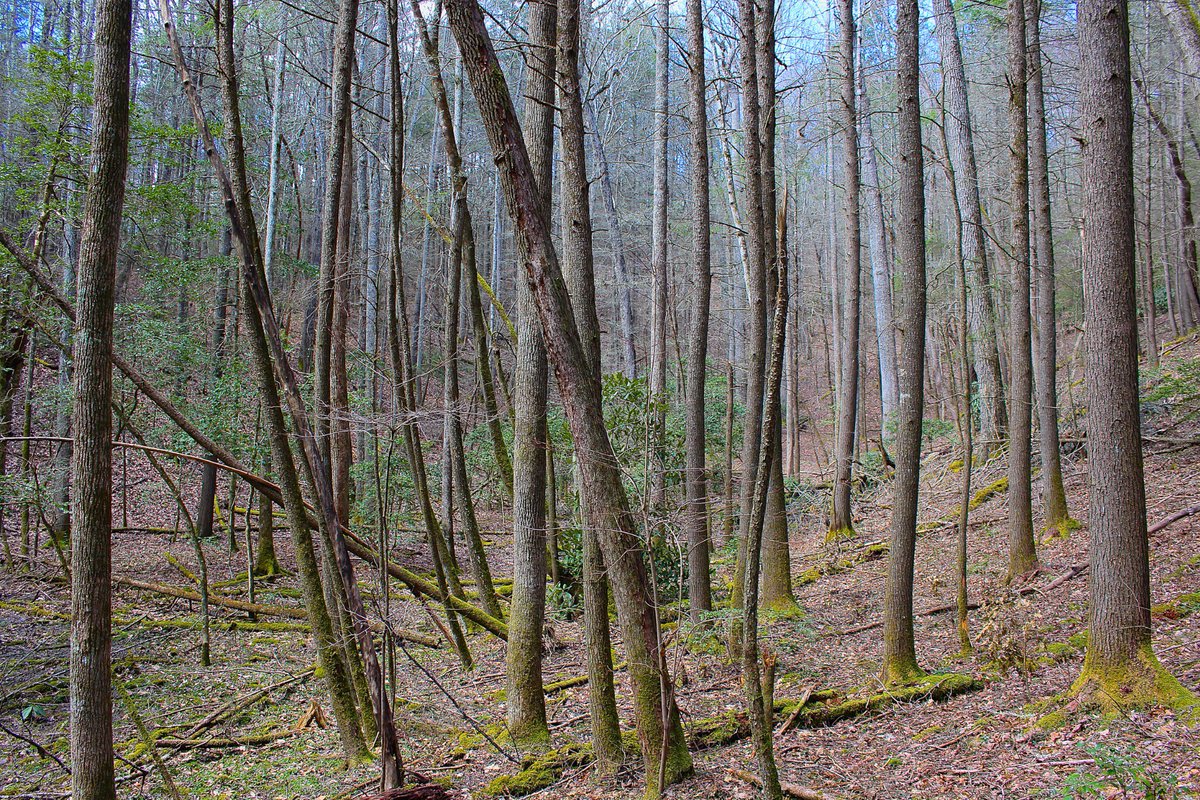 HighKnobOutdoor's tweet photo. Club hike along the Roaring Branch Trail near @bigstonegap_VA today! #SWVA #hiking #adventure https://t.co/rzyUU76qDv