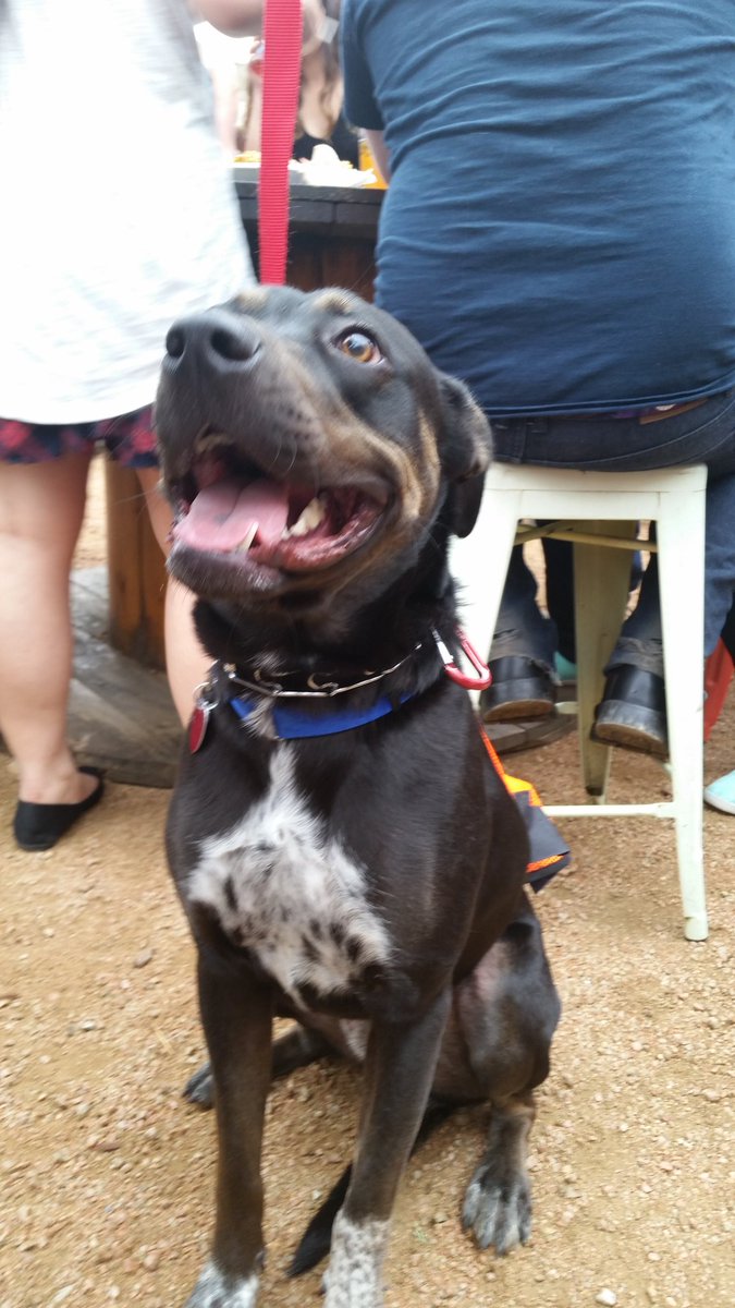 PawsintheCity's tweet image. Buster is ready for a beer. If only someone would share! @deepellumbrewco #pupsnpints #adoptionsaturday #drinklocal