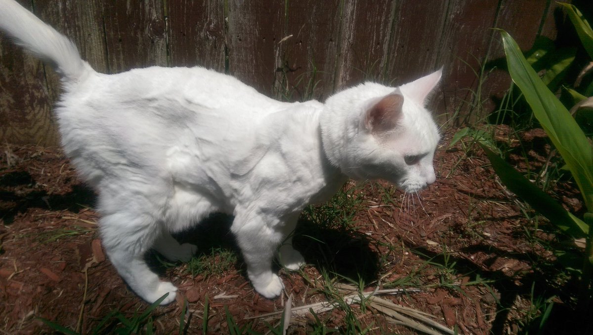 purrjamm's tweet photo. #patrolling my turf #Caturday #Saturday @mister_chivers #jellybellyfriday #CatsOfTwitter #mischief #botched #haircut https://t.co/dbmGaguVD7