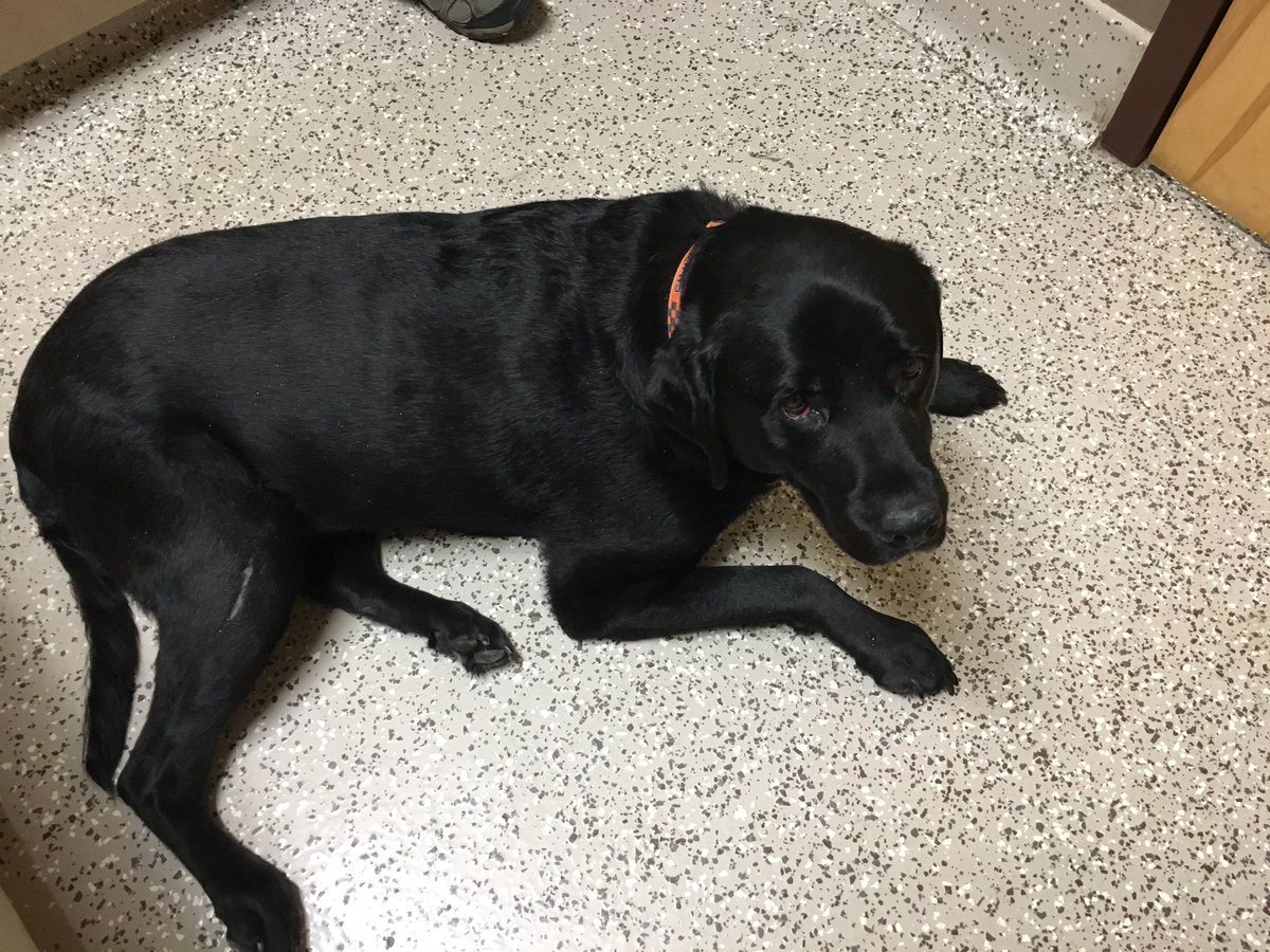 BaxterBlackLab's tweet photo. Baxter went to the #rainbowbridge. He was the best thing that ever happened to us. We love you always! https://t.co/nMVZTbJt4p