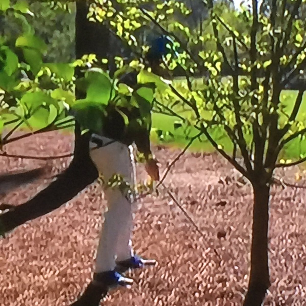 TriPhotographic's tweet photo. #Masters2016 @McIlroyRory 11th hole

#Augusta #AugustaNational #Augusta2016 #Golf #rorymcilroy https://t.co/tzvAXzJmWo