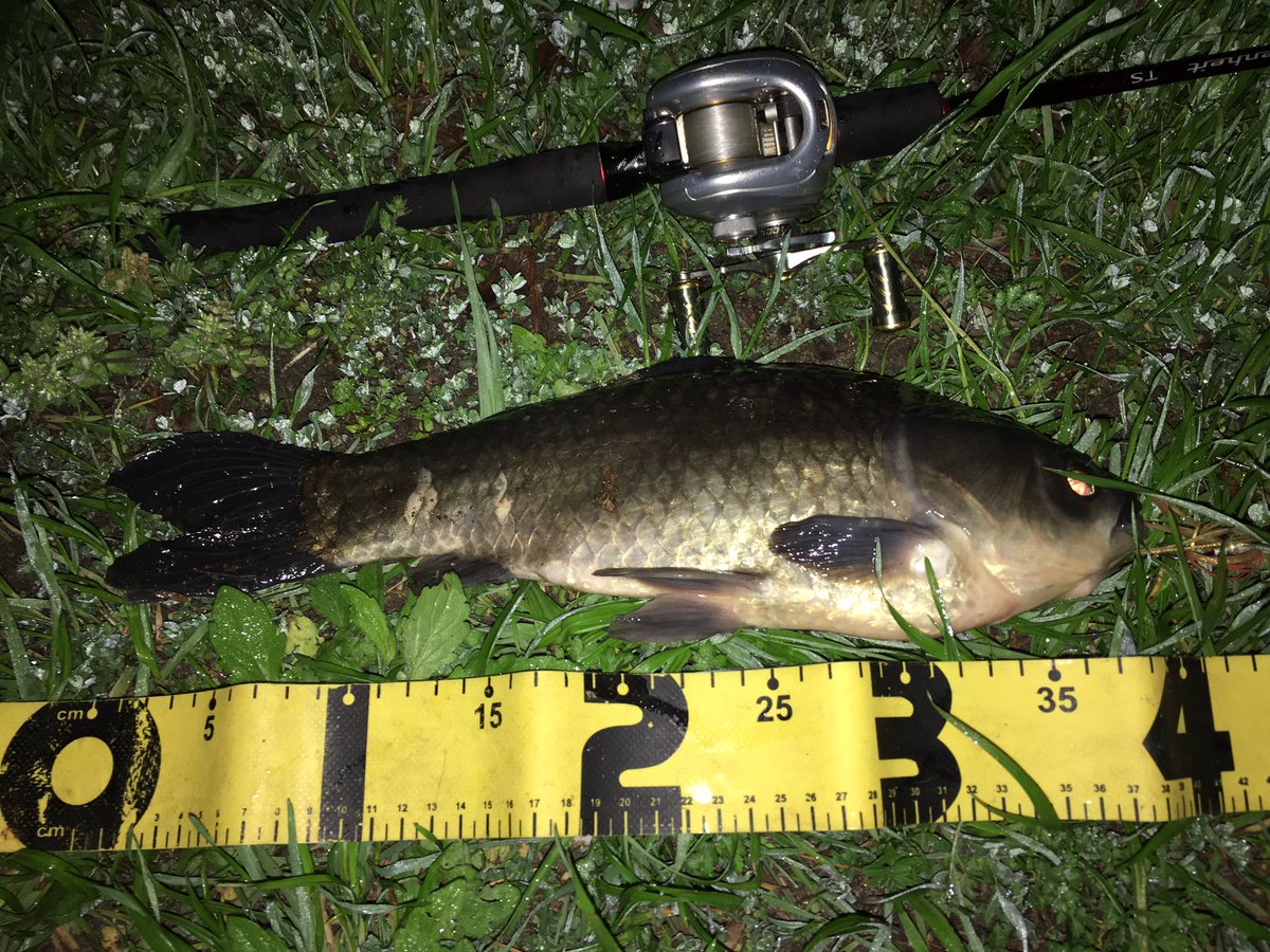 50 夜 バス 釣り すべての魚の画像