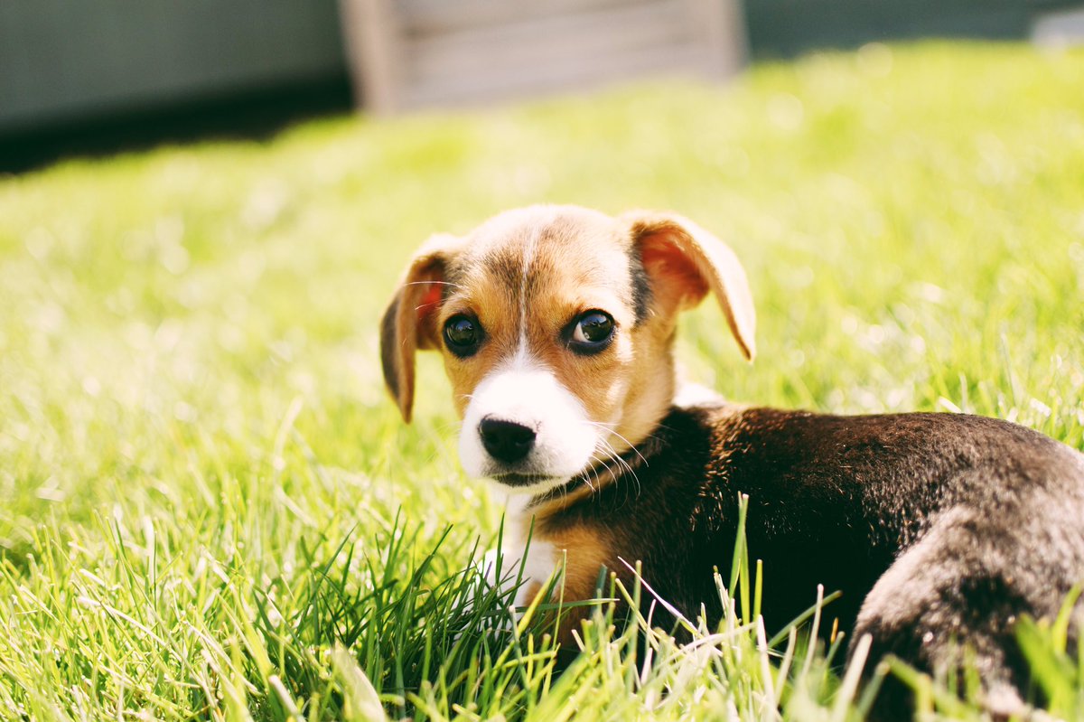 Beagle Corgi Mix Puppy