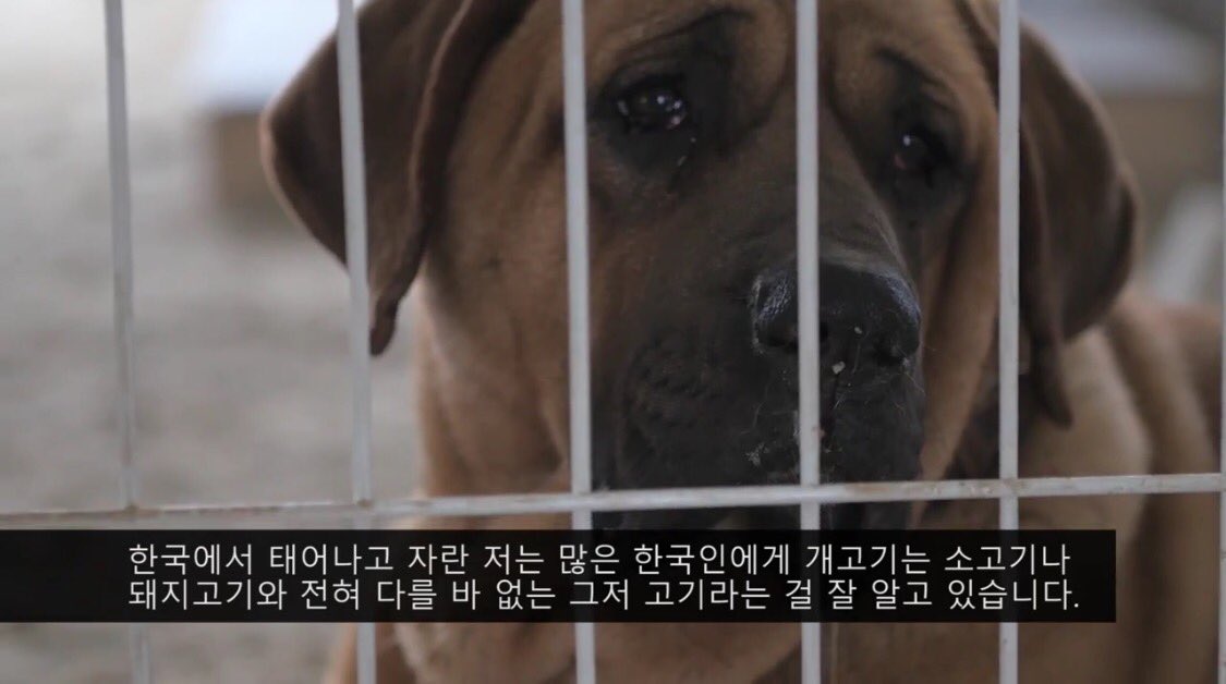 gambino_gm's tweet photo. @ekpics in #SouthKorea 2Sh👀t a New Documentary/Film #CompassionSoup To End #DogMeatTrade 📽https://t.co/6J5p4v10Mn 💔🐾 https://t.co/qvKASeLEGb