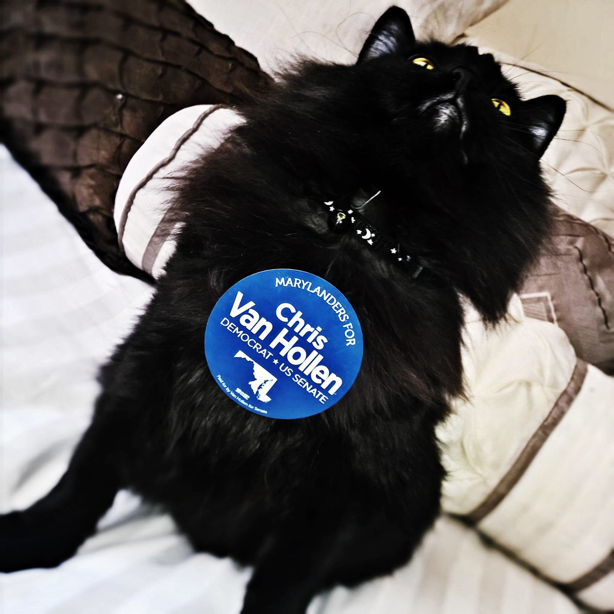 LeslieJoy1's tweet photo. Janeway standing proud representing #CatsForChris coalition! #partofamillion #teamcvh #mdsen @teamvanhollen https://t.co/3S0r2lgbLX