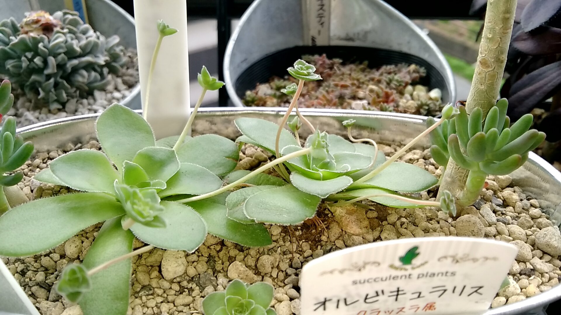 Mr Ojisan 多肉を貴方へ オルビキュラリス ランナー出しまくりぃ 多肉植物 多肉 ランナー オルビキュラリス T Co Acrmrl61ud Twitter Mr Ojisan 多肉を貴方へ オルビキュラリス ランナー出しまくりぃ 多肉植物 多肉 ランナー オルビキュラリス T Co Acrmrl61ud Twitter