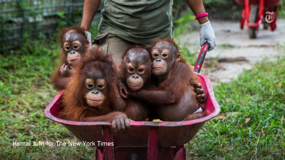 nytimes's tweet photo. How these orphaned orangutans lost their families https://t.co/i1fUbCLCVz https://t.co/5wSVtKCG1Z
