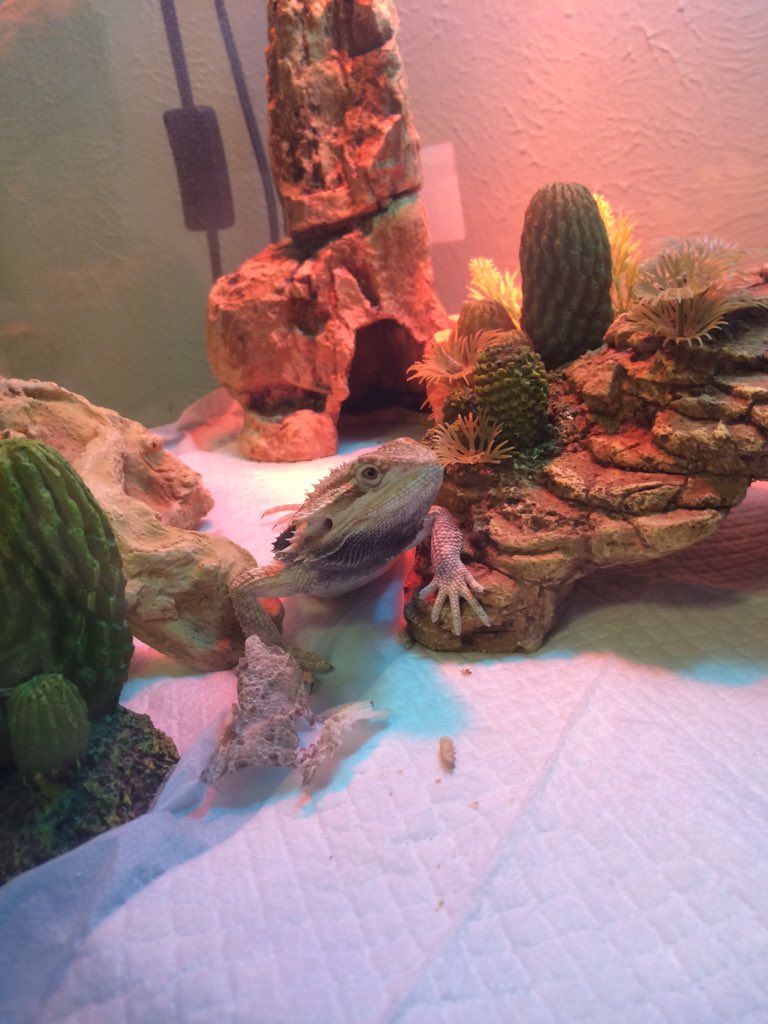 long duck dong (@spandexxxx)  X