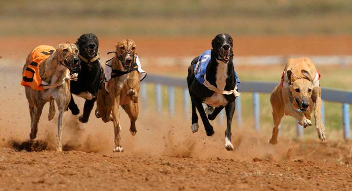 Carlos_Damin's tweet photo. Sabías que a los galgos les inyectan cocaína, anfetaminas, esteroides y cafeína? #Toxicología
#NoAlMaltratoAnimal https://t.co/TMrAIlPu5w