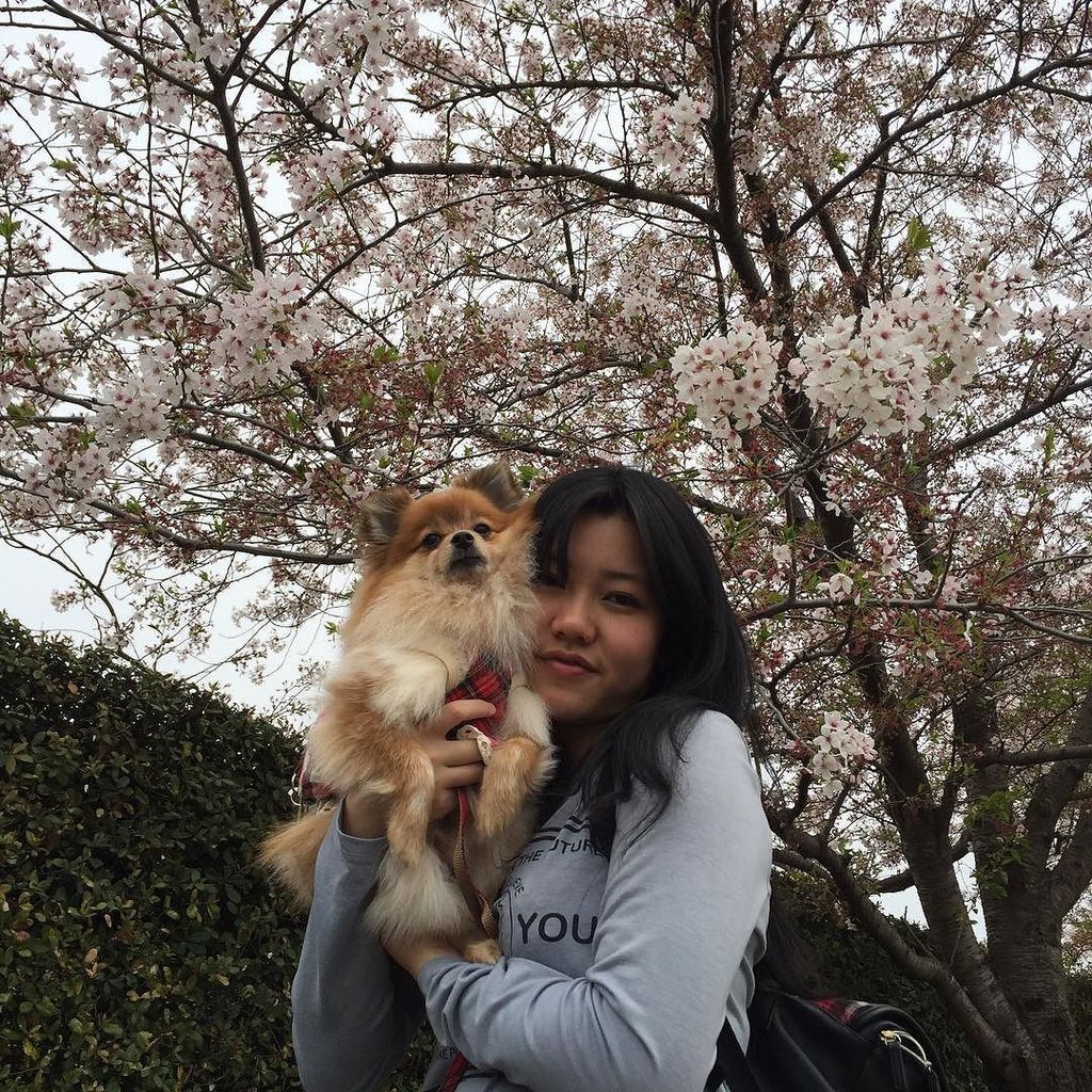 ポメラニアン世界で一番かわいい