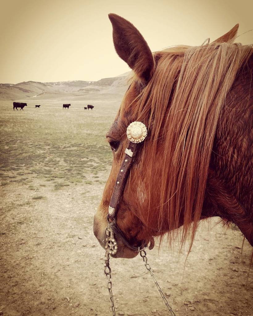 CavvySavvy's tweet photo. Happy Sorrel Saturday! #cavvysavvy #horse #sorrelsaturday #silverbit https://t.co/R2ODIAgqej https://t.co/CSBl2u79am