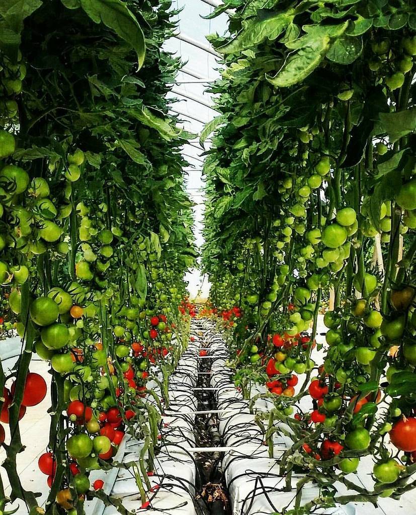 @hydrovegan is rockin it when it comes to hydroponics, this tomato jungle of his is fantas… ift.tt/1RYuXwQ