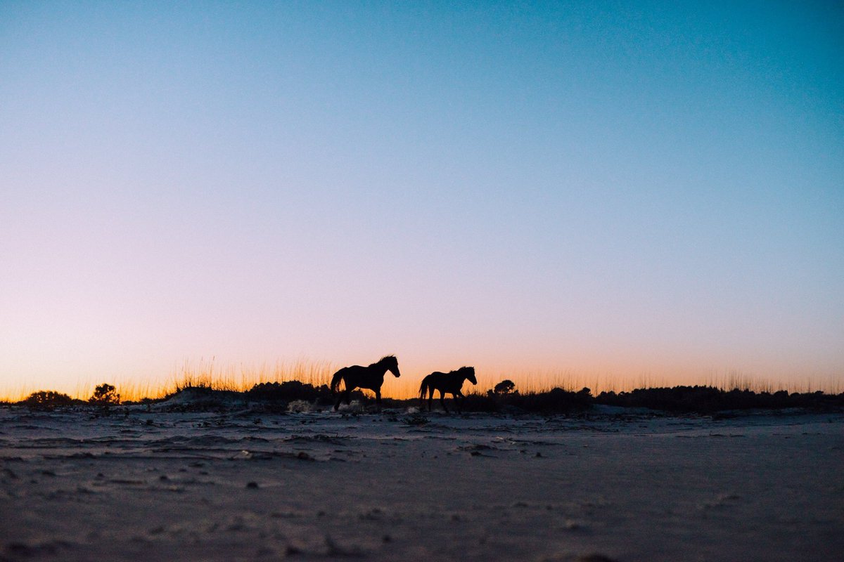 Callie Beale Harper tweet media