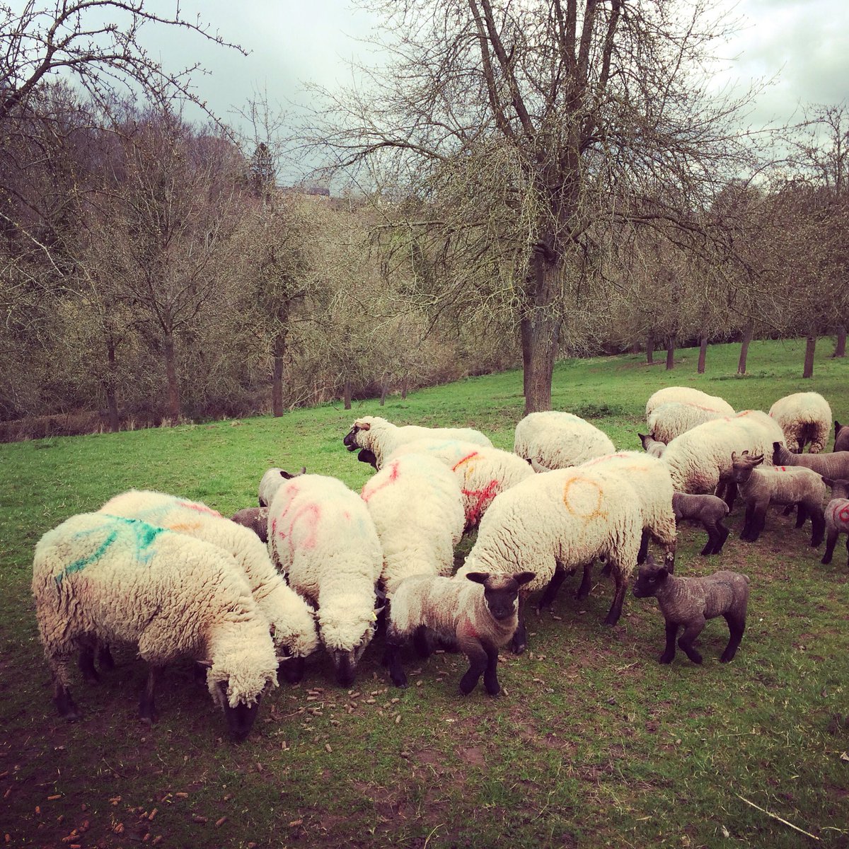 hancocks_meadow's tweet photo. Just about made it to the Perry field. #broomwfarm #shropshiresheep, #perryorchards https://t.co/HvhnLGkuBk