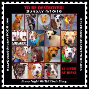 southernpride50's tweet photo. #NYC 15 DOGS TO BE DESTROYED 04/10/16 https://t.co/6ZMNeBWe6R https://t.co/LjjPCA0JJS