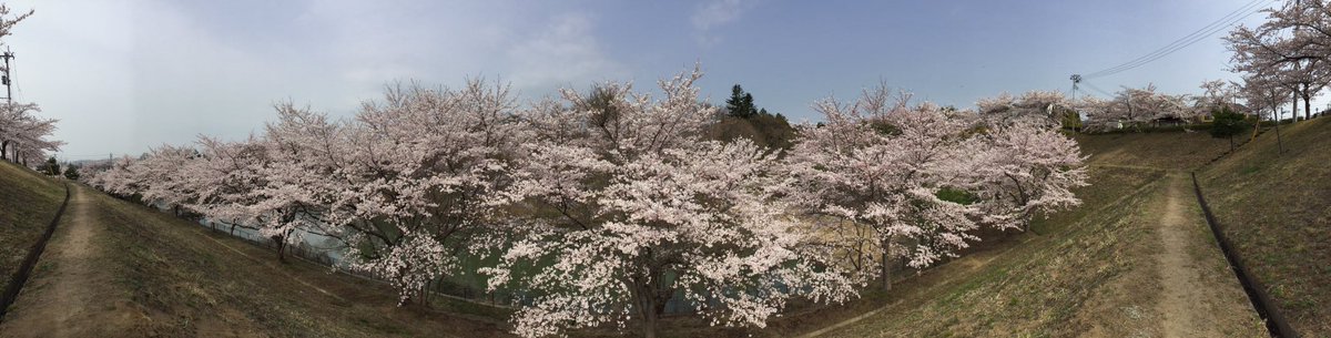 ユアスタ出発前のお花見
大倉緑地は、桜🌸満開です
( ´ ▽ ` )ﾉ