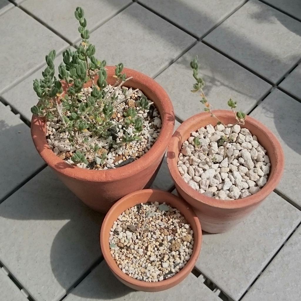 ドロサンテマム