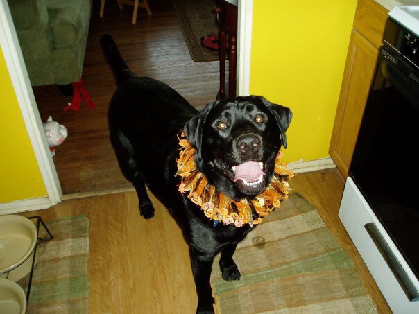 BaxterBlackLab's tweet photo. One of my favorite pics of Baxter. #RIP #imissyoualready #dog https://t.co/bZCEQEFUIi