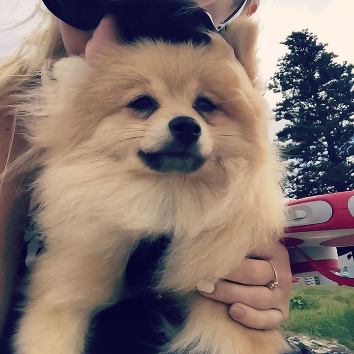 Teacupdogsdaily's tweet photo. Handsome Man @buddy_the_pomeranian_nz 😍 #follow #followbuddy #buddythepom #cutedogs #cutep… https://t.co/CCd61WAkM4 https://t.co/HX6kJaMahT