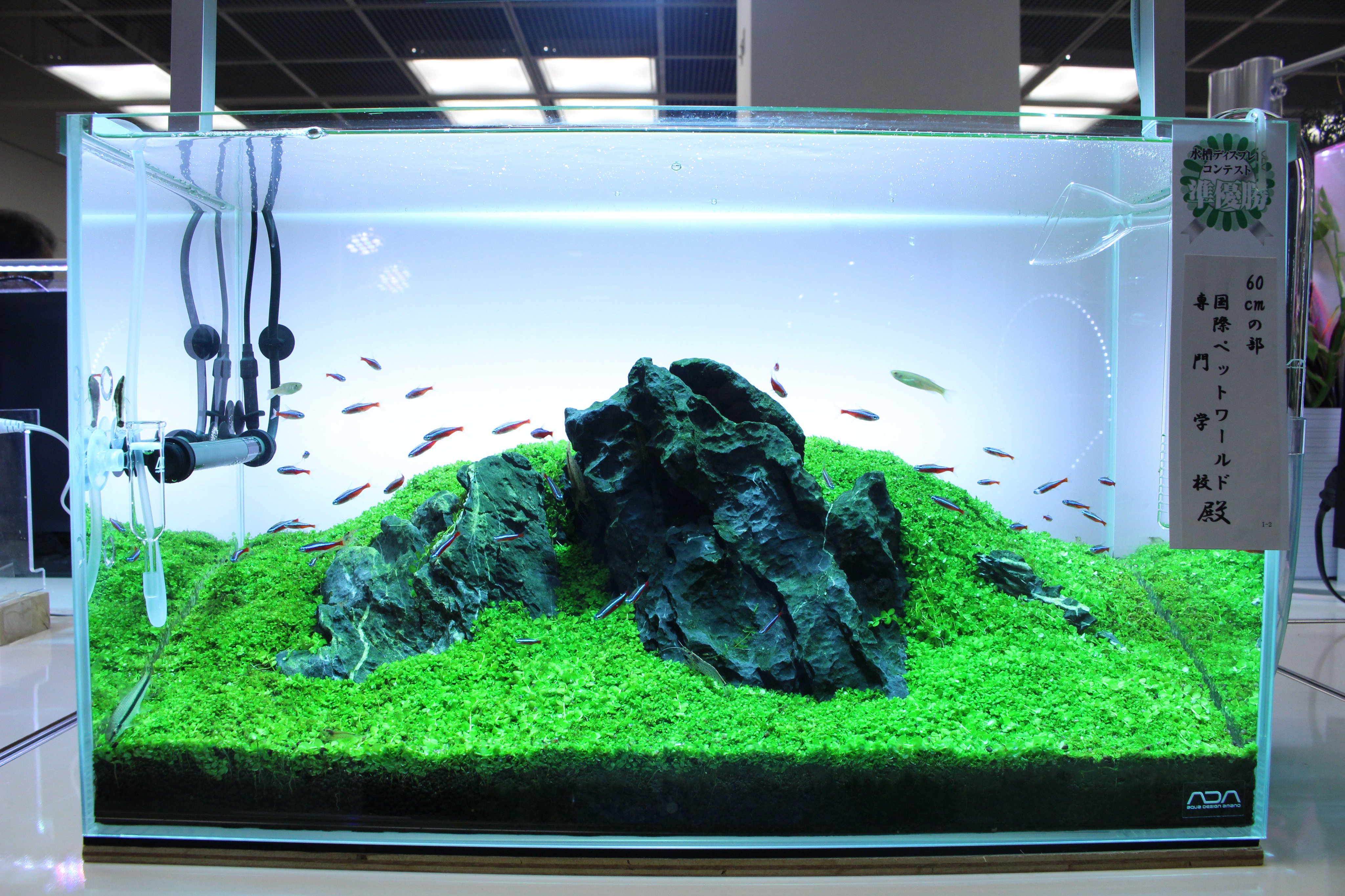 双葉みつる 在 Twitter 上 観賞魚フェアその４ 水草水槽は珍しく石組みメインのシンプルなレイアウトが T Co Ecmeras0sc Twitter