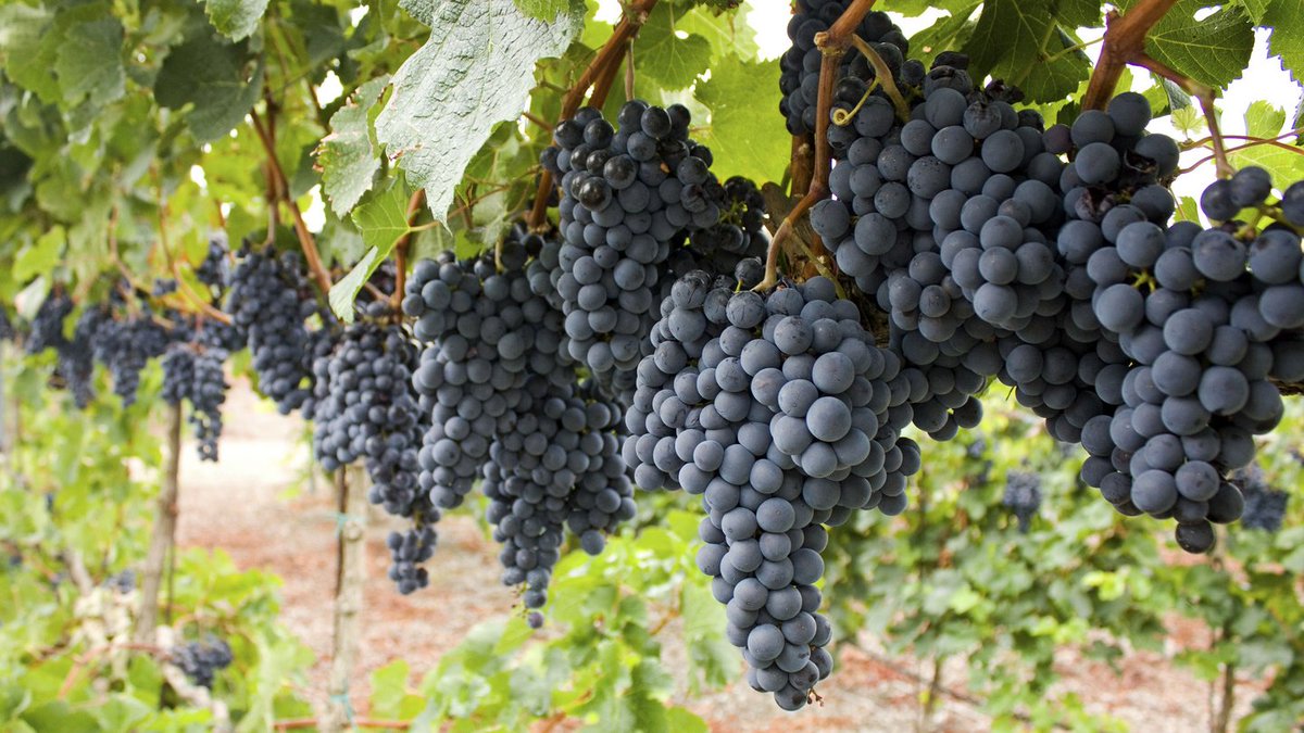 TheWiningHour's tweet photo. Staying in? Try a glass of amazing #Mencia #Spain #Spaish #Wine https://t.co/66CCNeD7fG https://t.co/OfRIxko2c2