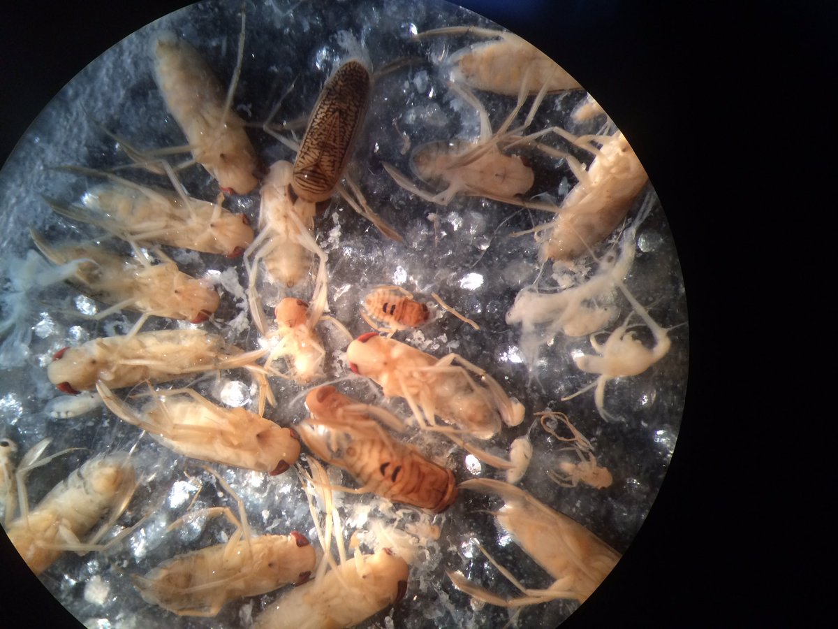touhueyang's tweet photo. Just some of the many critters in our zooplankton samples! #intern#indstudy#uwgb#aquaticecologyandfisherieslab#usfws https://t.co/PK5H8oiq4B
