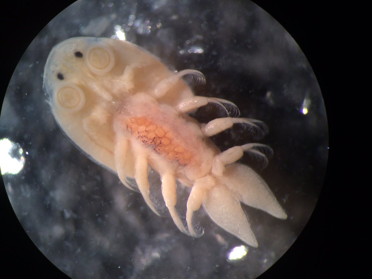 touhueyang's tweet photo. Just some of the many critters in our zooplankton samples! #intern#indstudy#uwgb#aquaticecologyandfisherieslab#usfws https://t.co/PK5H8oiq4B