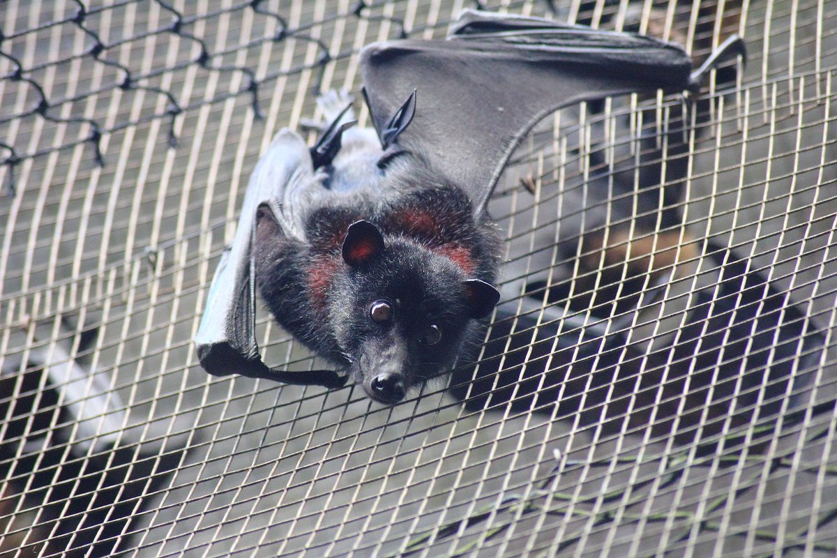 Avossacs's tweet photo. 'Morning guys ! Let's have a brekkie ! Yum ! #BatHospital #Atherton #refugee #bat @Queensland https://t.co/d2boIZYV0D