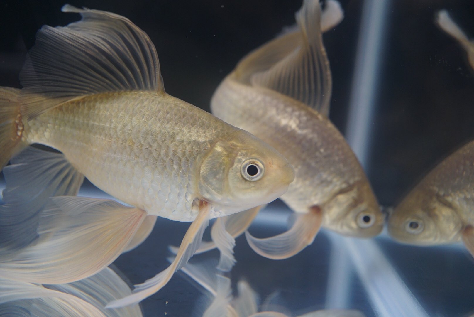 オットー 羽衣天女 末恵廣錦 鉄魚 あれ 金魚 Kingyo 観賞魚フェア T Co Alujhdrh9c