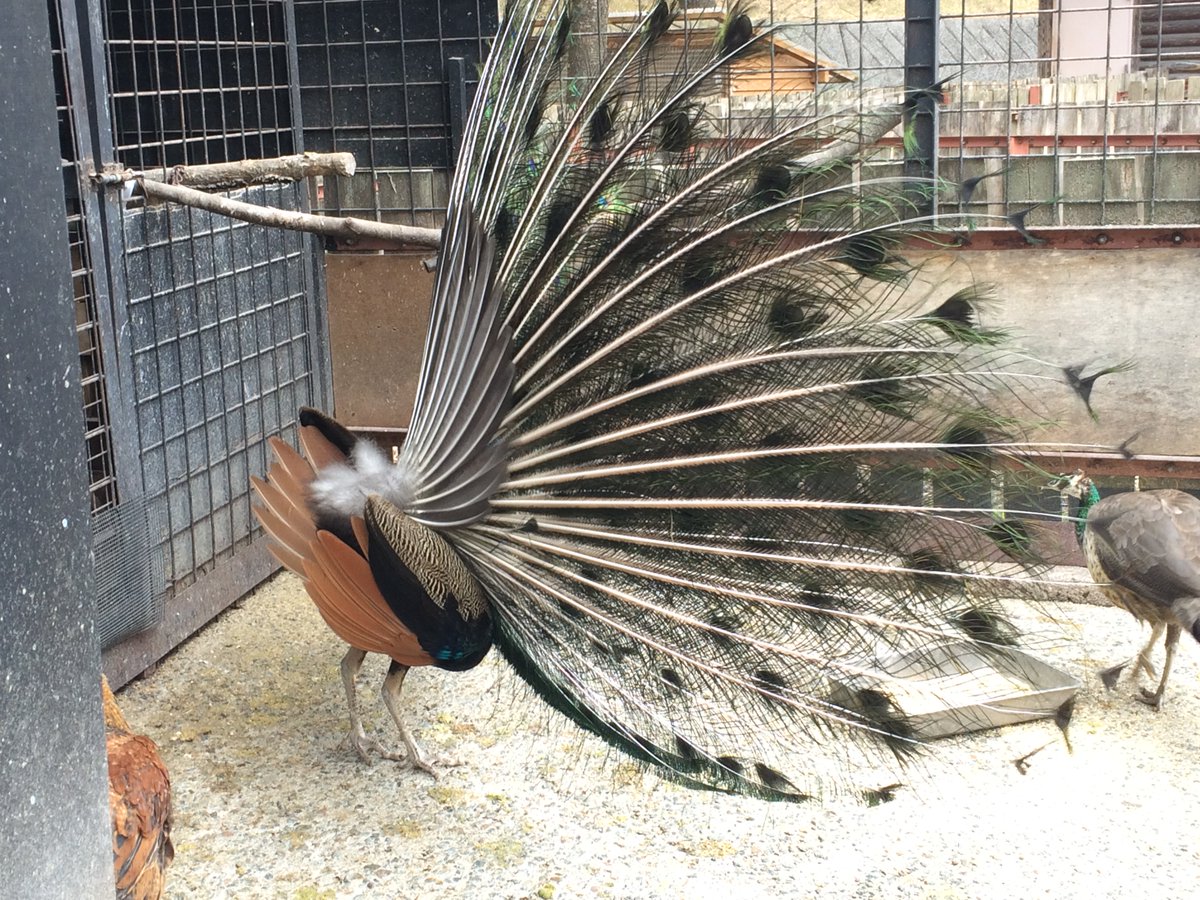 盛岡市動物公園 Zoomo Twitterissa クジャクのオスが羽を広げてメスにアピールしています ちなみに横から見るとこんな感じ 広げている羽は 実は尾羽ではないんですよ T Co Ojqwzpaurf 盛岡市動物公園 Zoomo Twitterissa クジャクのオスが羽を広げてメスにアピールしています ちなみに横から見るとこんな感じ 広げている羽は 実は尾羽ではないんですよ T Co Ojqwzpaurf