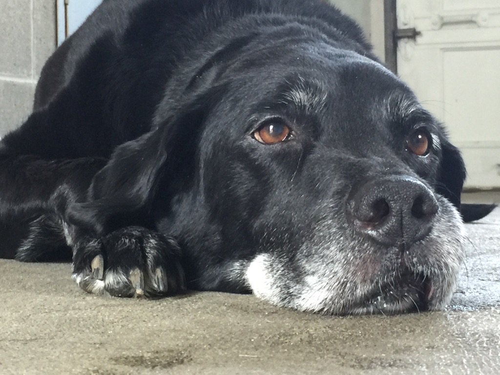 exploringdave's tweet image. Last Thur had to put down my loyal companion of 13 yrs due to cancer. His kindness has left a big hole in my heart!