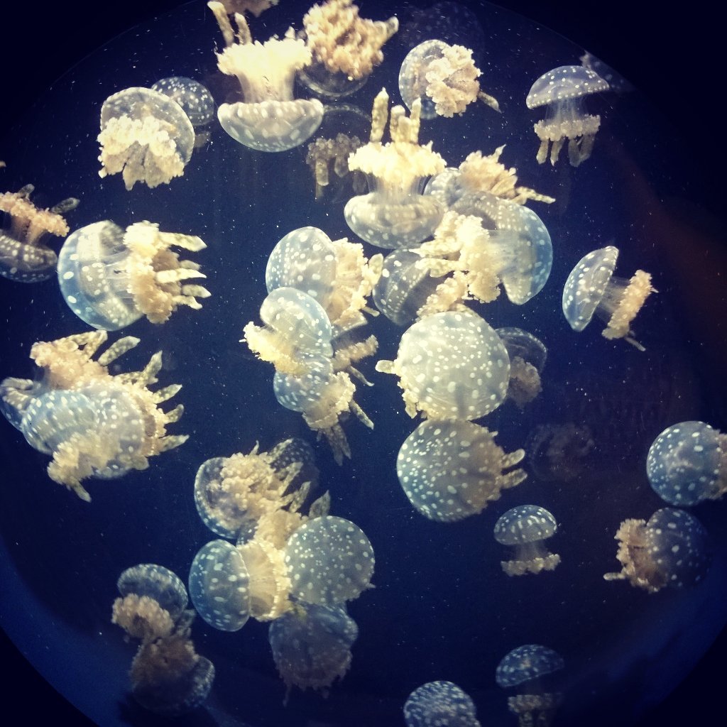mrspatterson30's tweet photo. Aquarium trip was a success! Everyone had a blast. #FamilyAdventureDay #herefishyfishy #funtimes https://t.co/eMxhbE3hgh