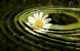 Sheila Roach tweet media