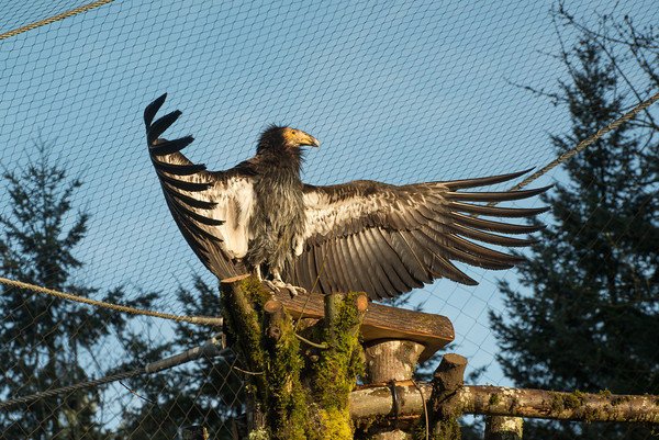 Oregonian's tweet photo. Cataract surgery gives @OregonZoo condor her sight back https://t.co/e5HbkKE0EN https://t.co/ErozHE2NvA