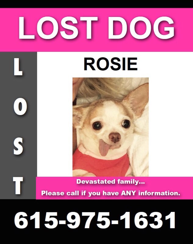 blakeshelton's tweet photo. My friend @ashleymonroe lost her dog in Nashville. Please contact this info if you see her!! https://t.co/CR51SotCtT