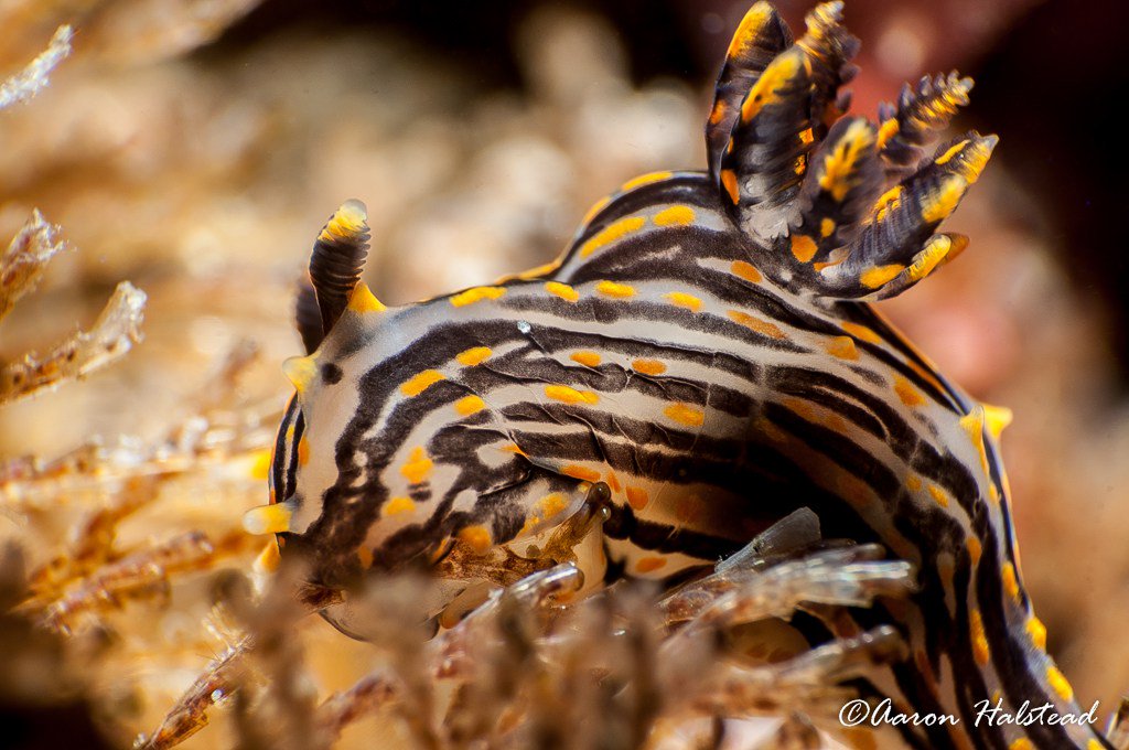 nullframe_'s tweet image. Nudibranchs:  Polycera atra aaronhalstead.com/2016/04/09/nud…