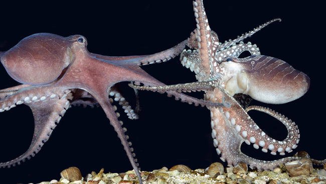 Know's tweet photo. Instead of mating, female octopuses will sometimes strangle males and eat them. https://t.co/V6zlusjYKz