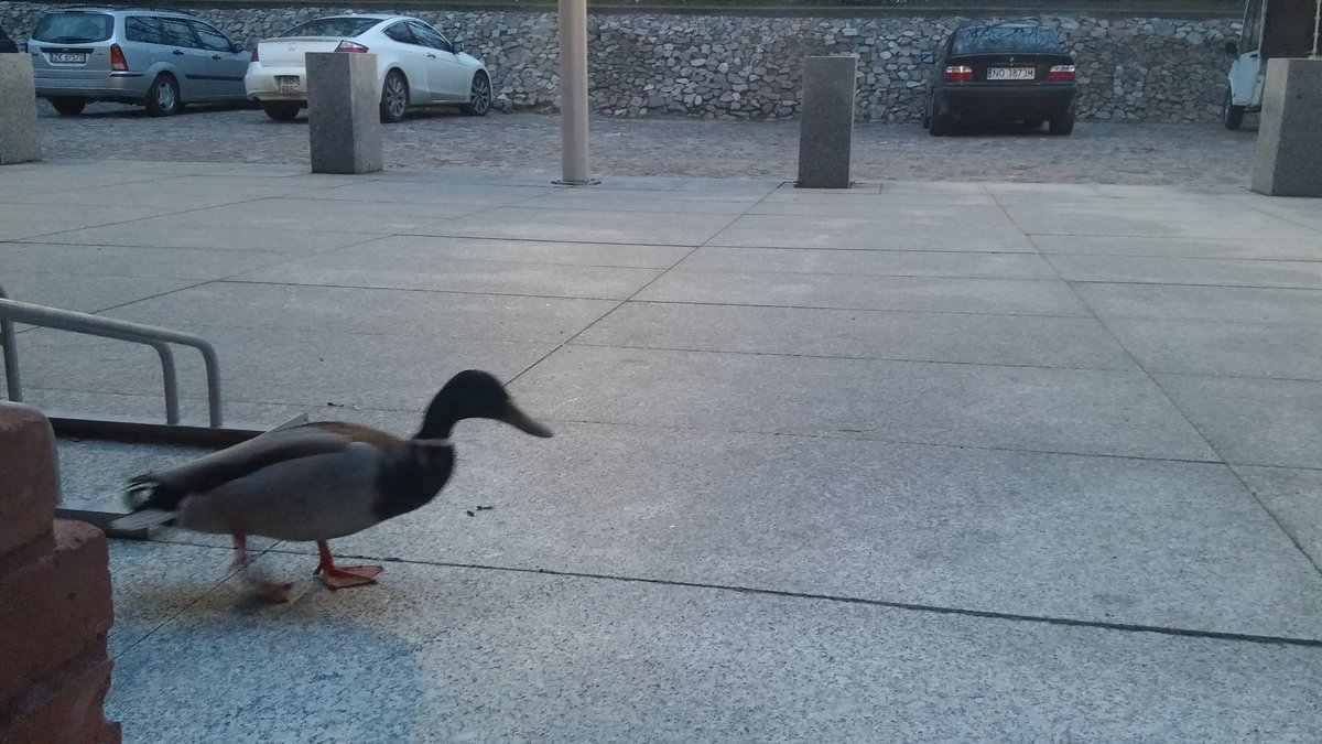 Marcin Wójcik tweet media