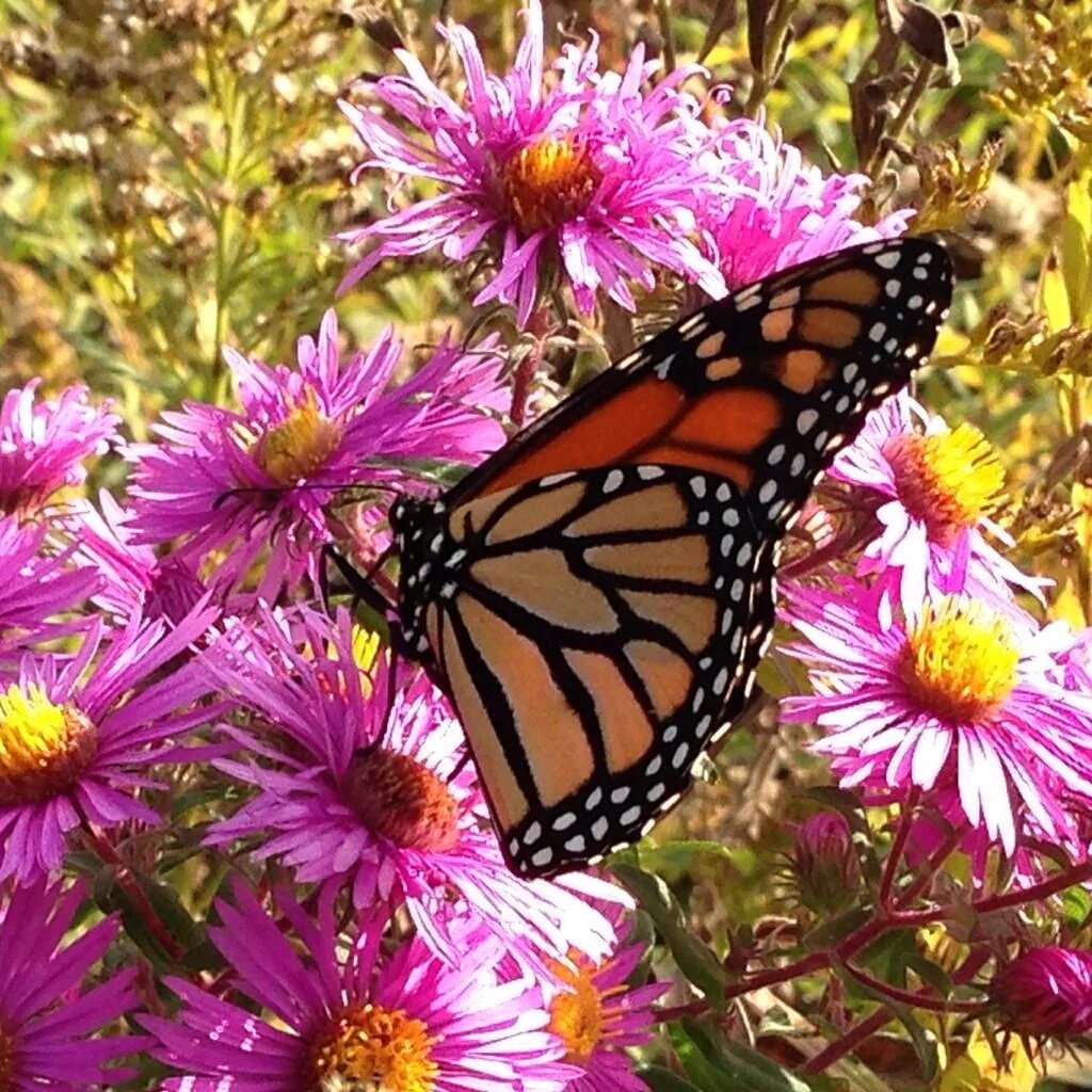 ...herbie (@herbertmatteie) on Twitter photo 