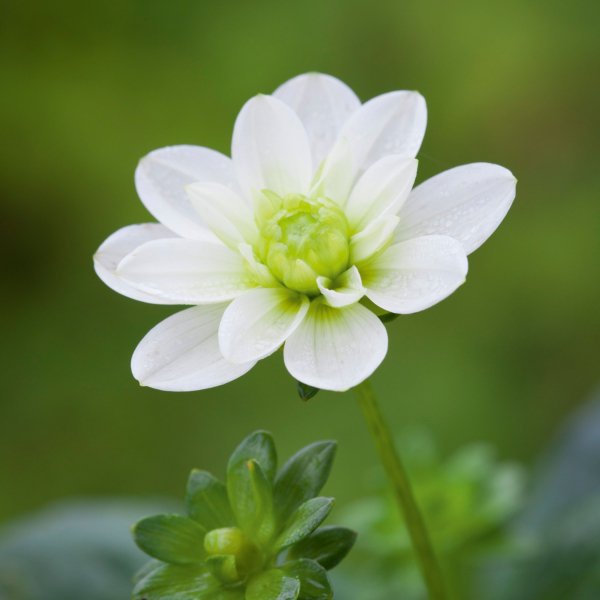 Our briliant bulb sale continues. Don't miss out on fantastic bargains, whilst stocks last!
sarahraven.com/sale/bulb_sale